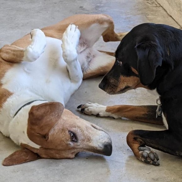 Meet your Posher, Lisa * Posh Ambassador ๐ I love bundle deals! ๐ฅฐ - Picture 1 of 1